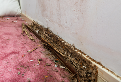 How To Sell A House With Termites In Vancouver, WA