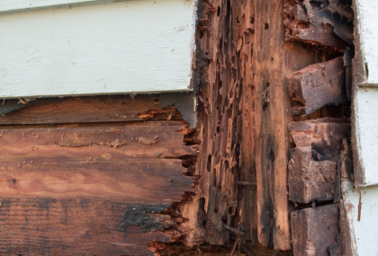 How To Sell A House With Termites In Vancouver, WA