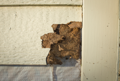 How To Sell A House With Termites In Vancouver, WA