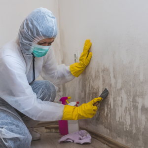 Selling a Home With Mold in Washington