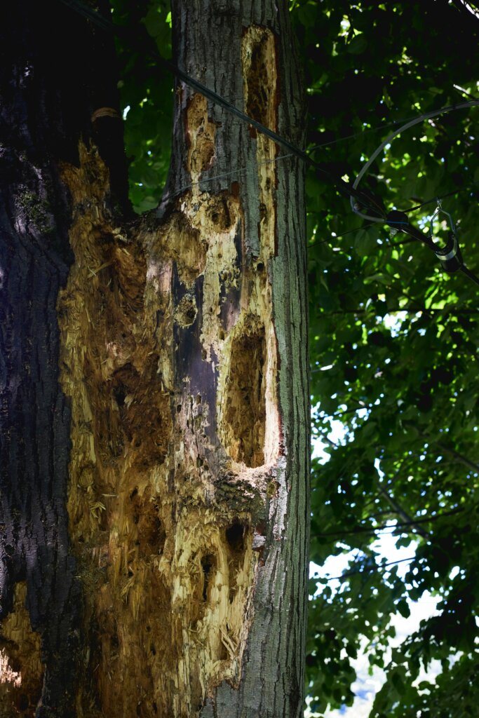 sell house with termite damage North Carolina