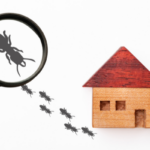 How to Sell a Home With Termites In Atlanta, Georgia
