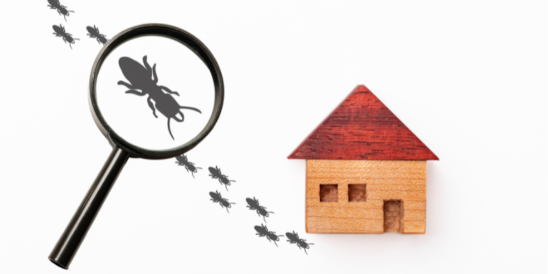 How to Sell a Home With Termites In [market_city]