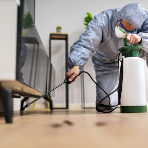How to Successfully Sell a Termite-Infested House In Atlanta, Georgia