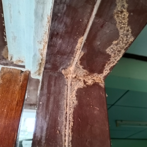 Selling a House With a Termite Problem In Atlanta, Georgia