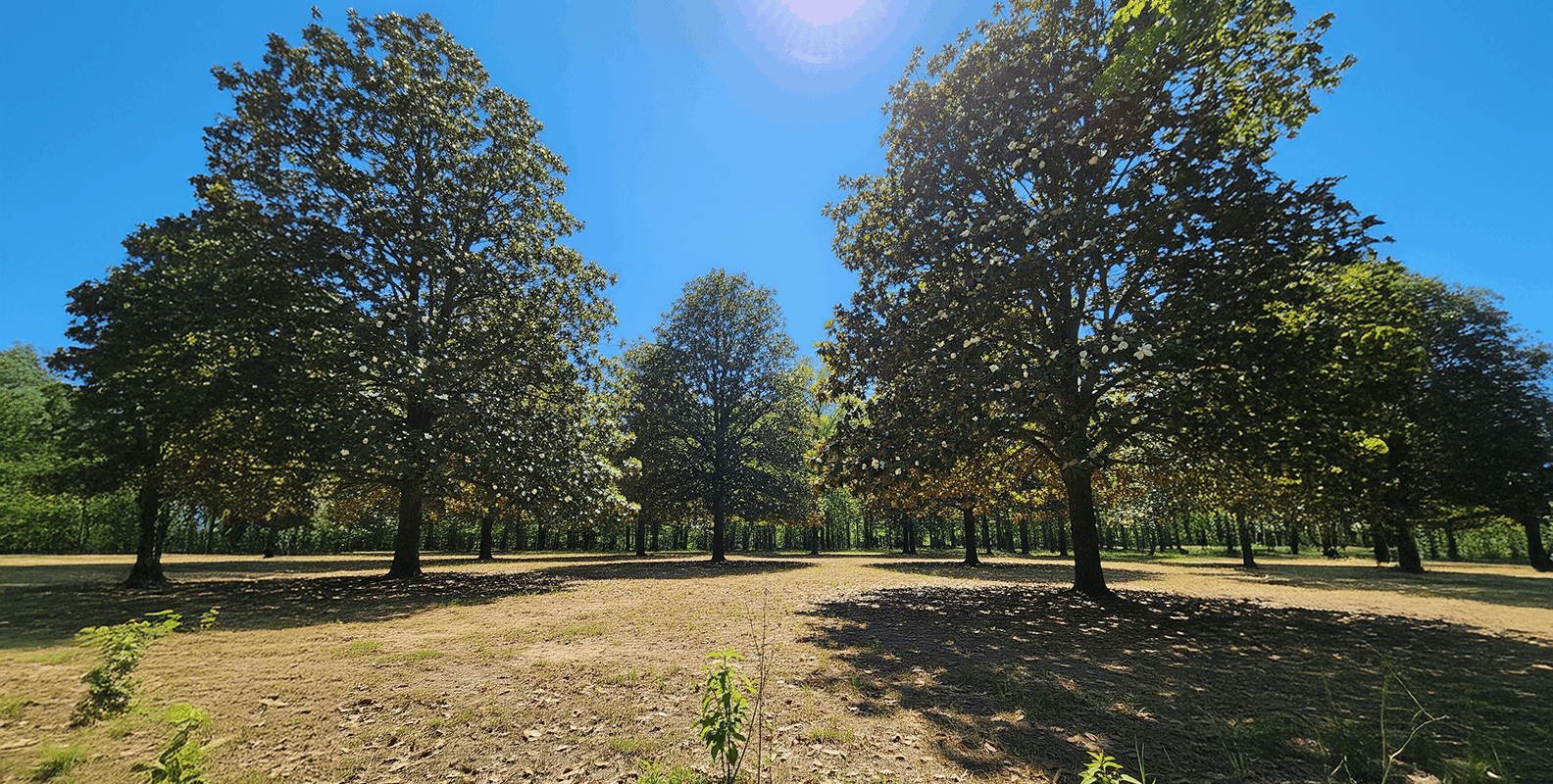 sell land fast Stephens county ga