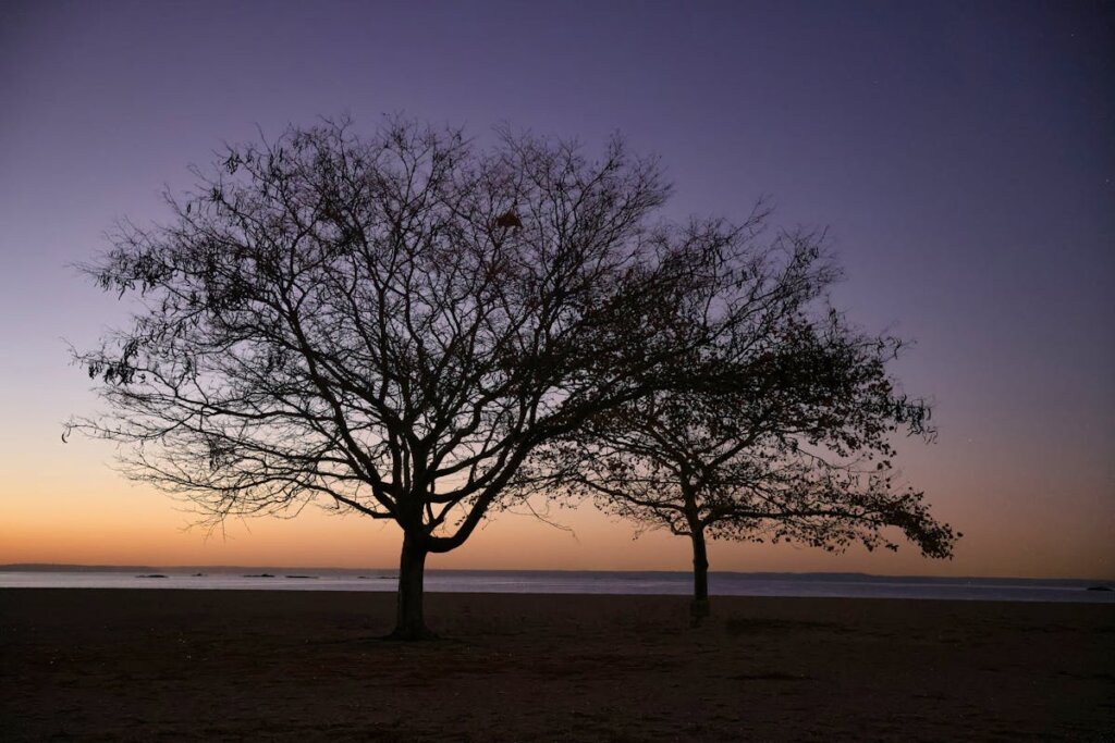 A tree silhouette in front of a dark sky