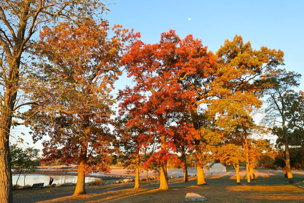 A bunch of trees all in a row with different colors