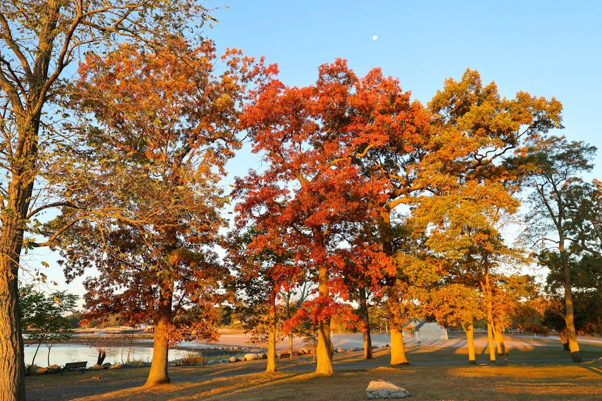 A bunch of trees all in a row with different colors