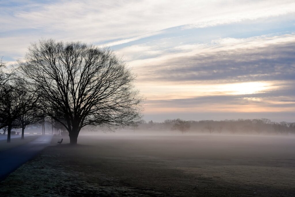 A field with a tree in South Glastonbury CT