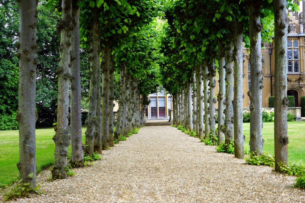 A pathway with a bunch of trees leading up to a mansion