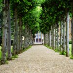 A pathway with a bunch of trees leading up to a mansion