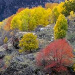 A cliffside with a bunch of colorful trees on it