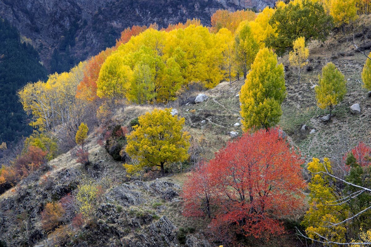 A cliffside with a bunch of colorful trees on it