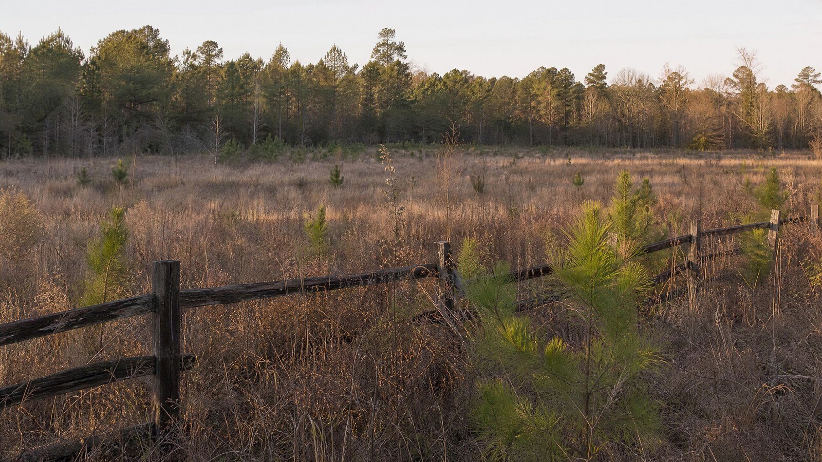 Rural land parcel with delinquent property taxes for sale in the Southeast — SellMyVacant.com buys 10+ acre parcels.