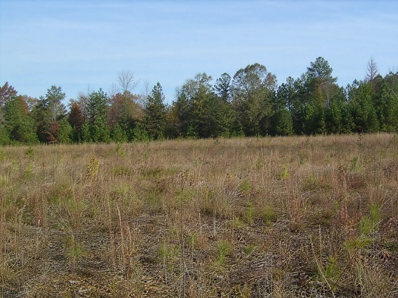 Open vacant field parcel with delinquent taxes.