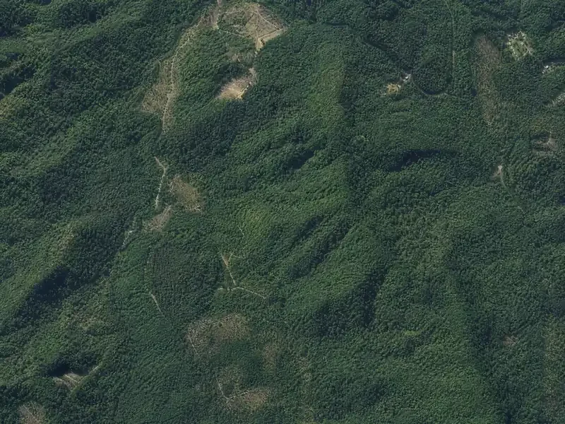 100+ Acre Timber Tract in Gilmer County, GA