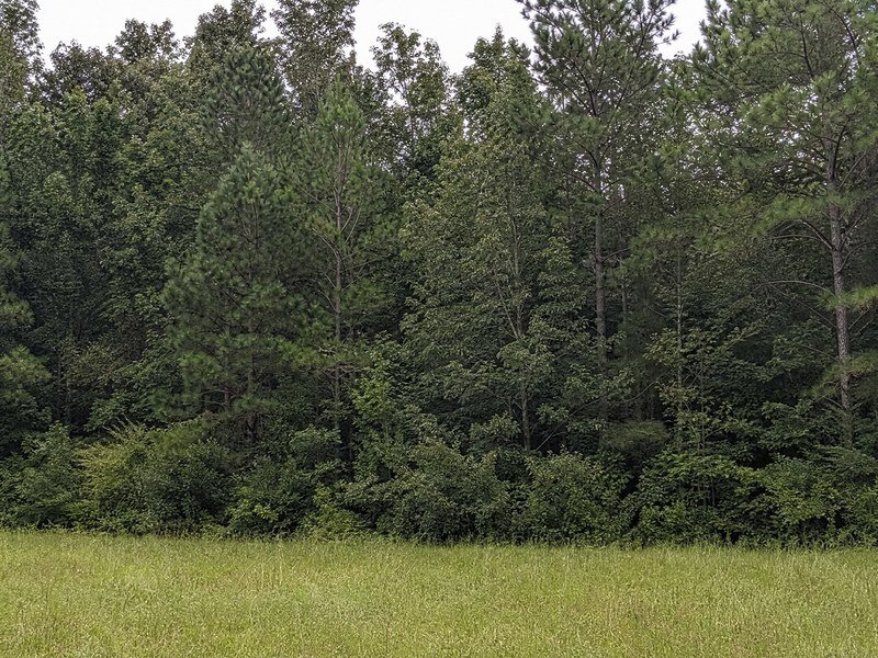 Dense treeline with no road access on a landlocked parcel.
