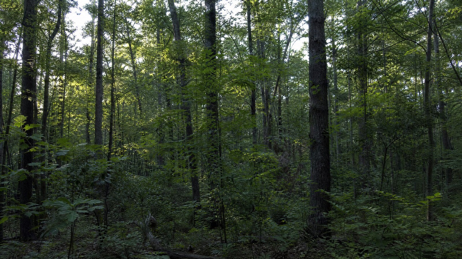 Remote landlocked rural parcel with no road access for sale in the Southeast — SellMyVacant.com buys 10+ acre parcels.