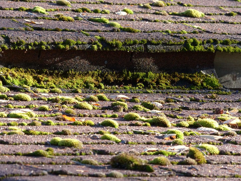 moss on roof
