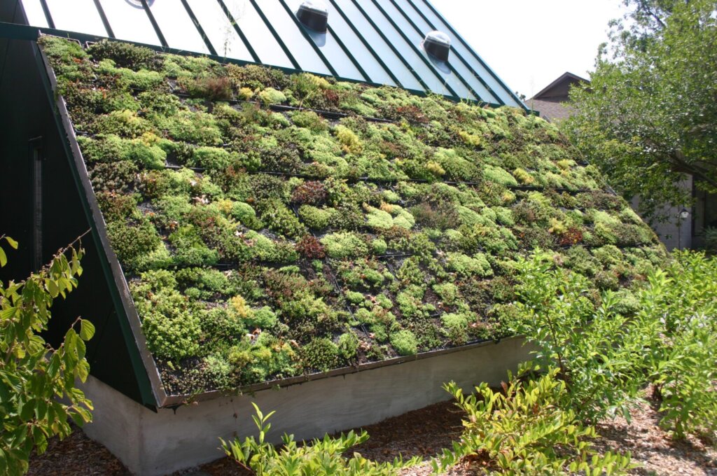 vegetation on roof