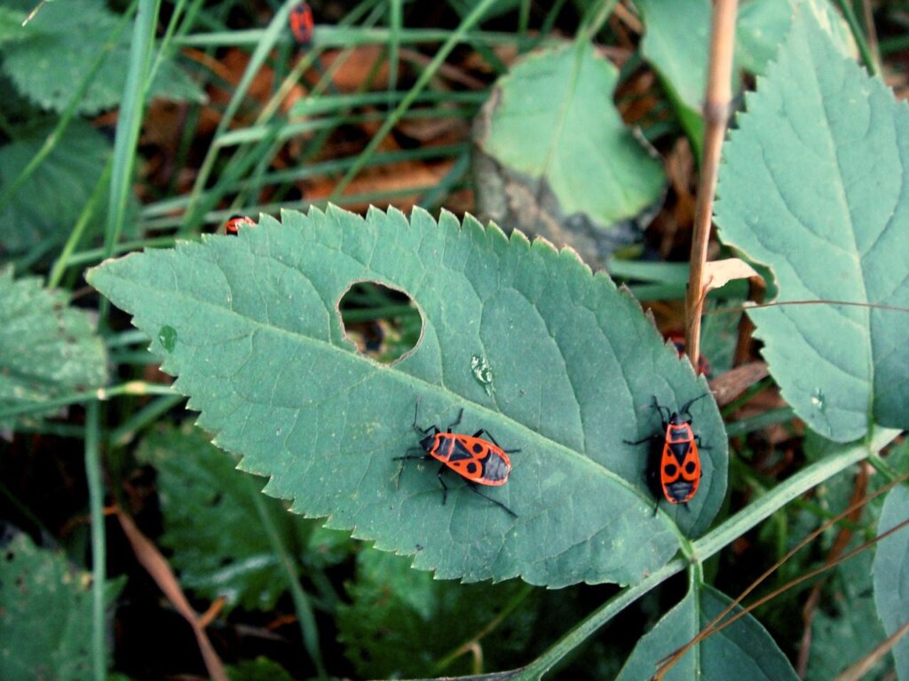 pest on green roof