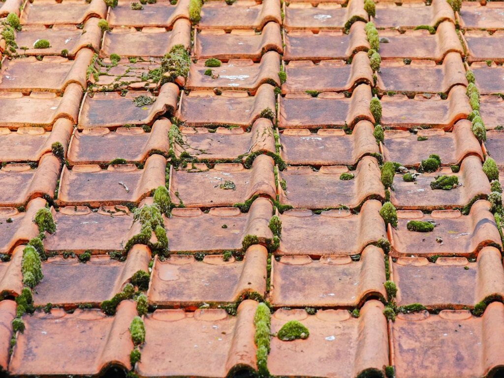 A tiled roof with moss growing on it.