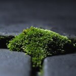 A green moss growth on a black surface.