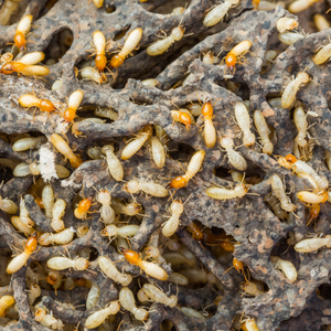 A Guide to Selling Your House With Termites In Texas