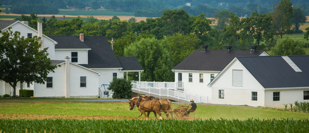 Horse drawn cultivator, amish farm