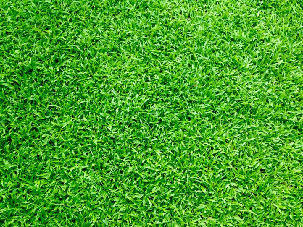 green grass in private yard