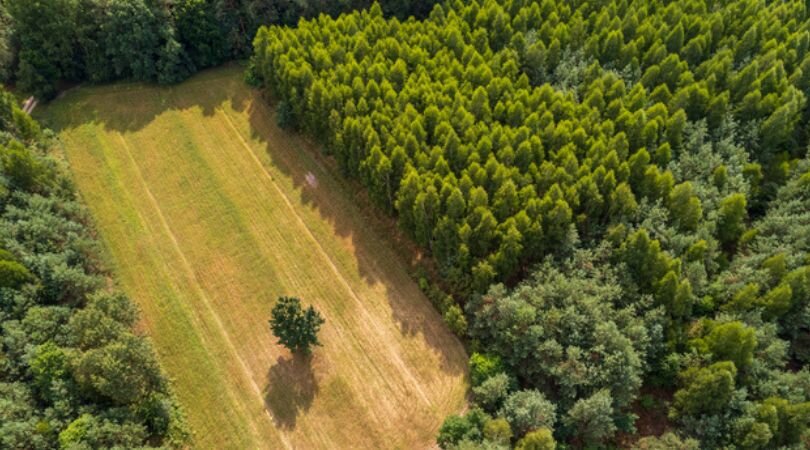 Sell Your Georgia Land Fast for Cash—No Fees, No Hassle