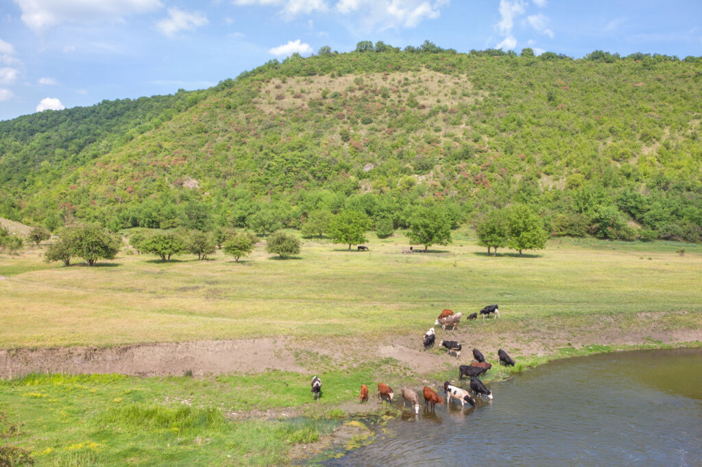 Do You Need To Sell Raw Land in TX That’s Just Sitting There Costing You Money?