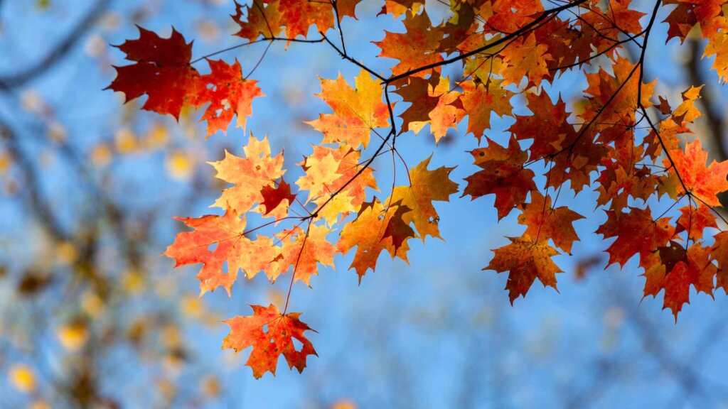 Fall in Northwest GA