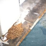How Termite Damage Can Affect Your Home Sale in Virginia Beach