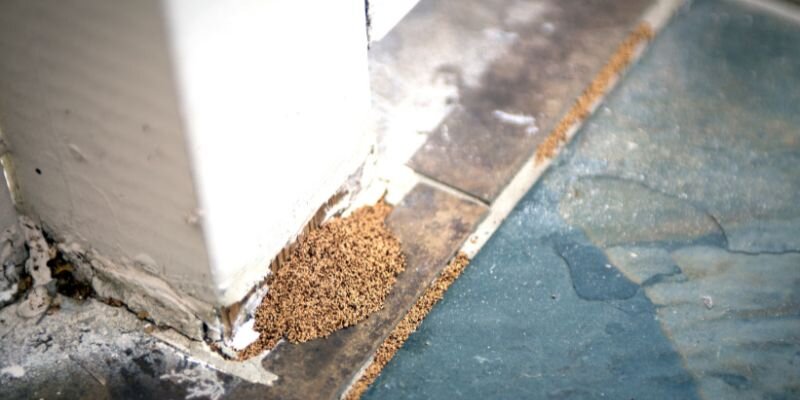 How Termite Damage Can Affect Your Home Sale in Virginia Beach