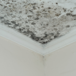 Selling House With Mold Washington