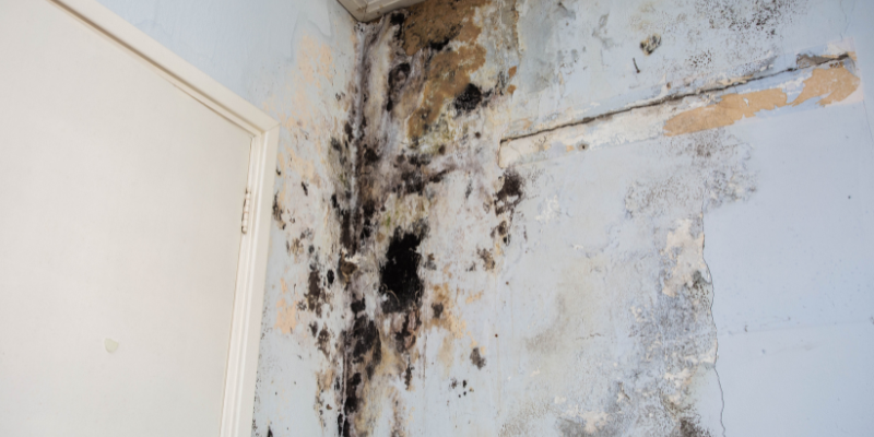 Selling a House With Mold Washington