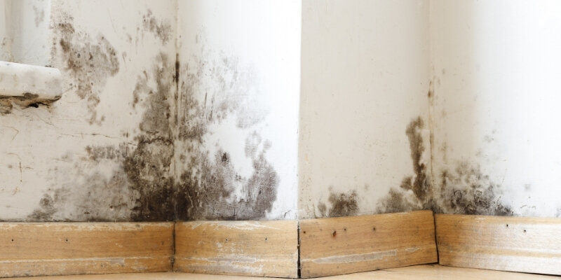 Sell House with mold Raleigh