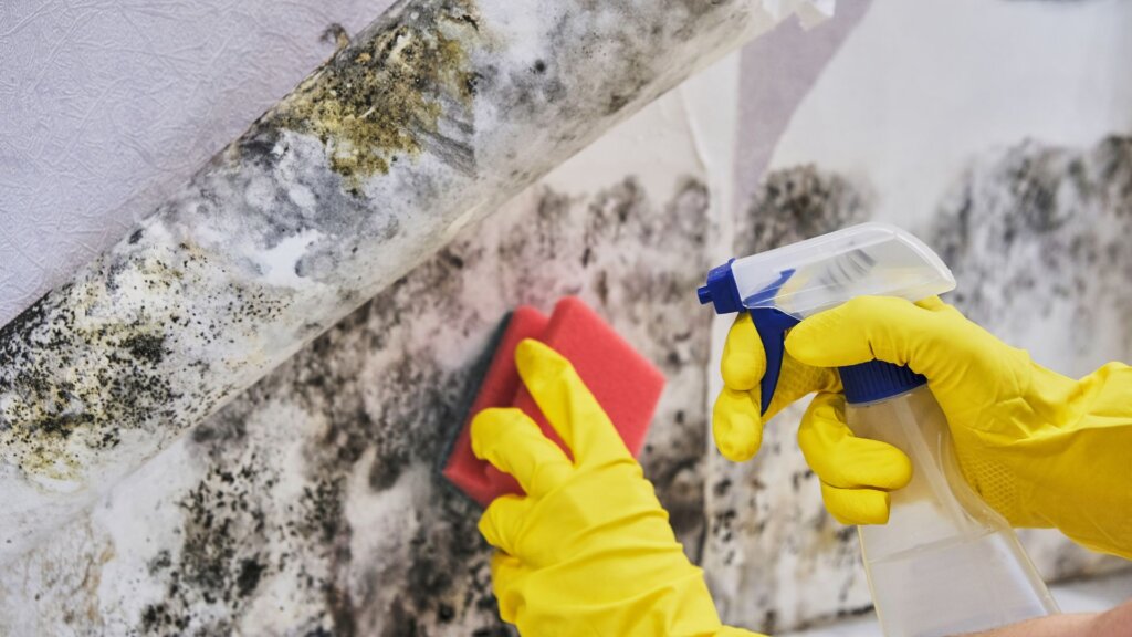 Person wearing protective gloves using a spray bottle to clean mold from a wall surface.