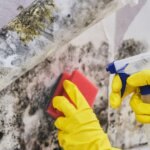 Person wearing protective gloves using a spray bottle to clean mold from a wall surface.