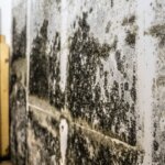 Interior wall with visible patches of black mold spreading across the surface.