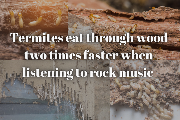 inforgraphics how to sell with termites