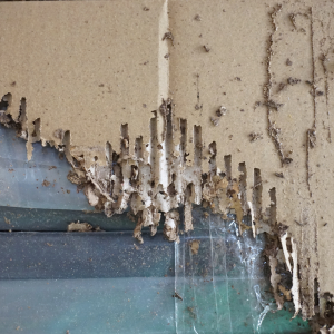 Do I Have to Have a Termite Bond to Sell My Home Baltimore