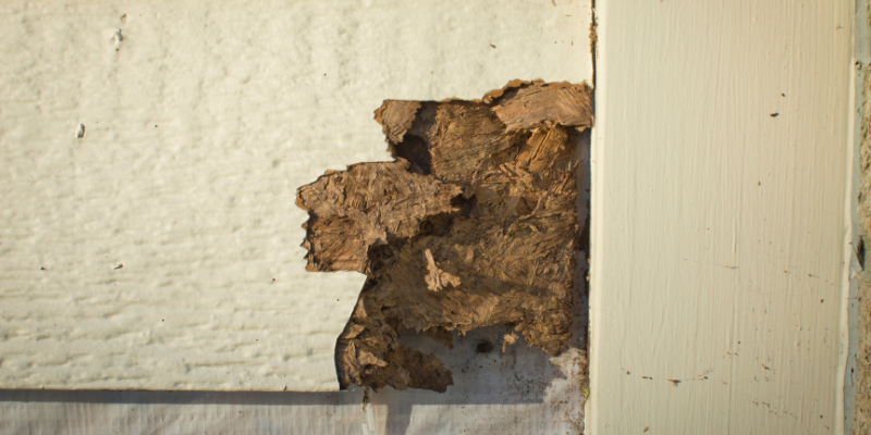 Do I Need A Termite Bond to Sell My House Baltimore