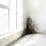 Understanding Mold Issues and Their Impact on Property Value