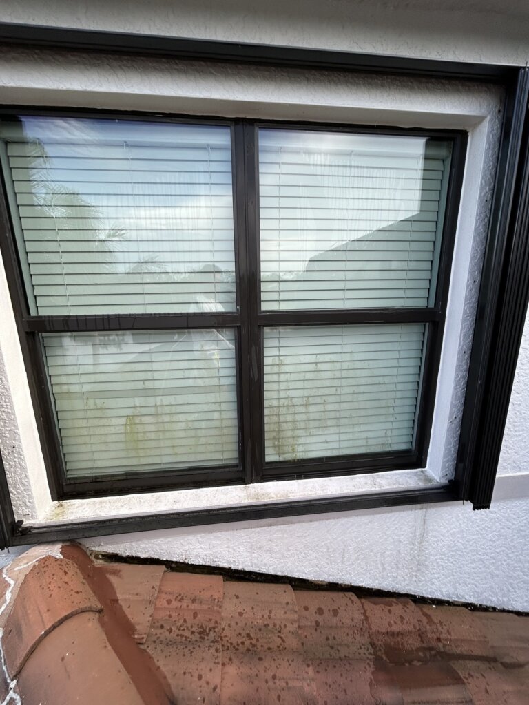 algae window cleaning