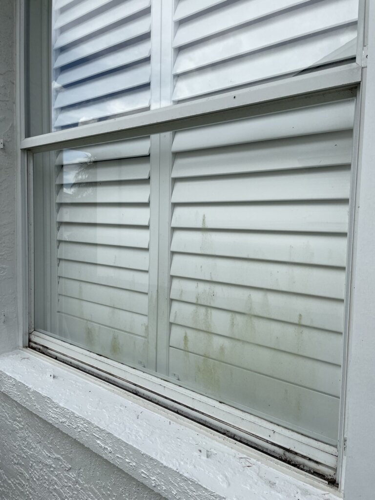 dirty algae window