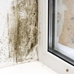 selling a home with mold