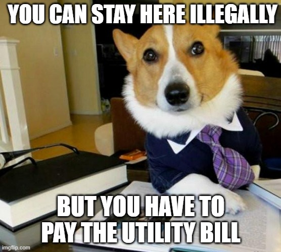 Dog Lawyer Squatter Meme